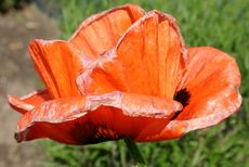 Mohn-orientalisch-1.jpg